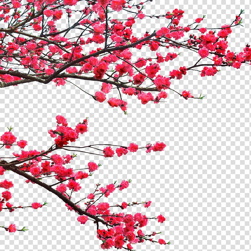 Ochna integerrima Lunar New Year Graphic design, Plum flower transparent background PNG clipart