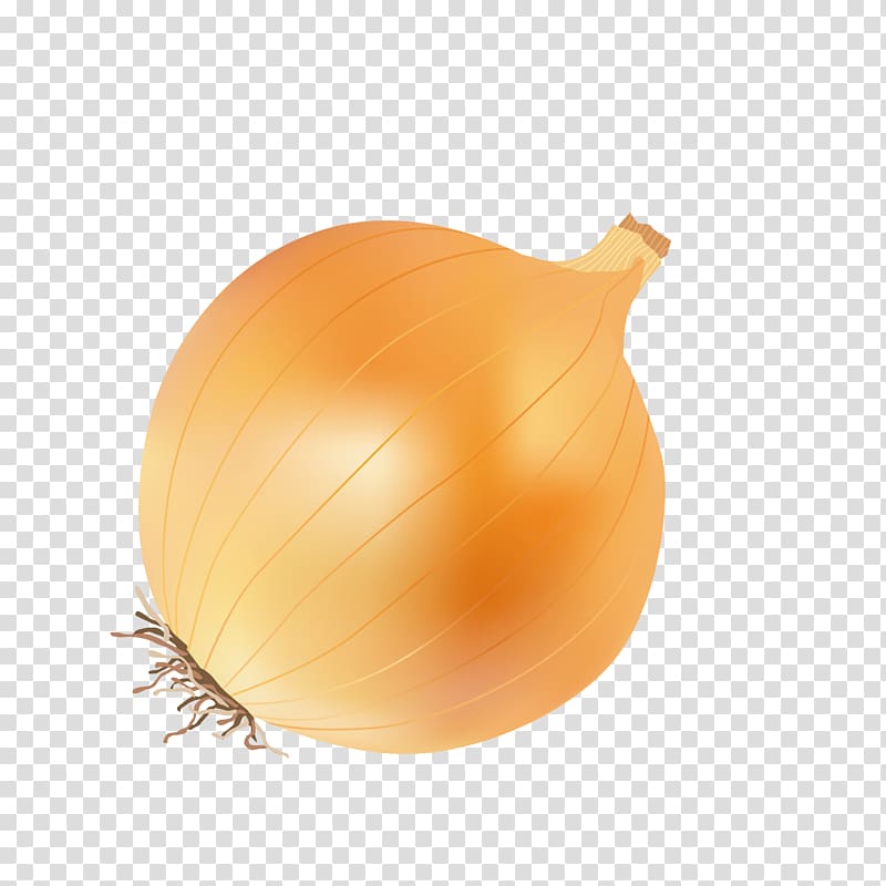 Yellow onion Calabaza Fruit Kitchen, onion transparent background PNG clipart