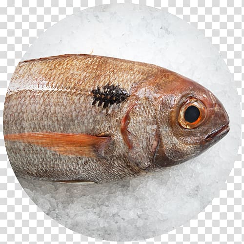 Fauna Oily fish Perch, fish transparent background PNG clipart