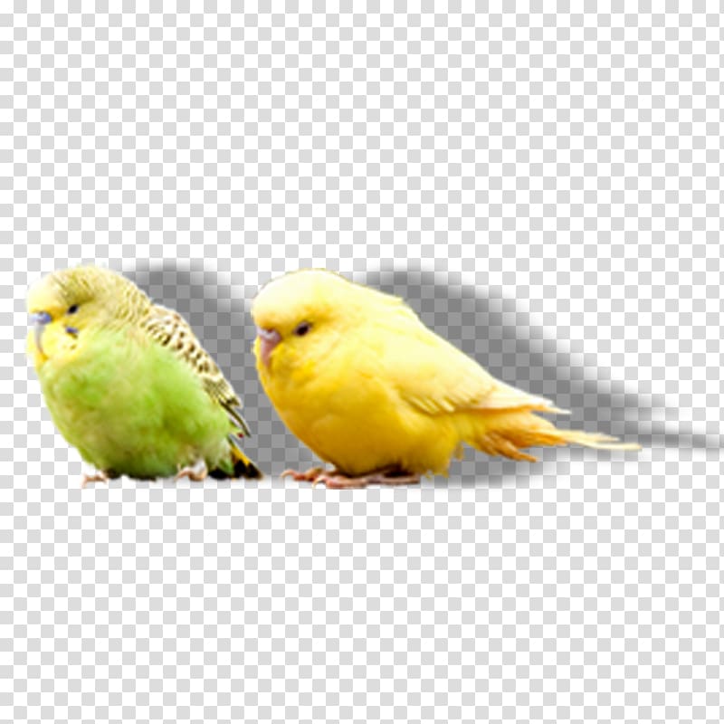 Bird Amazon parrot True parrot Parakeet, Free parrot perched pull material transparent background PNG clipart