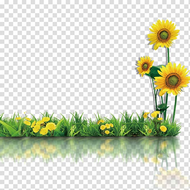 green grass sunflower element transparent background PNG clipart
