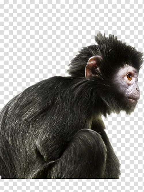 Ape Primate Human evolution Gorilla, Black gorilla transparent background PNG clipart