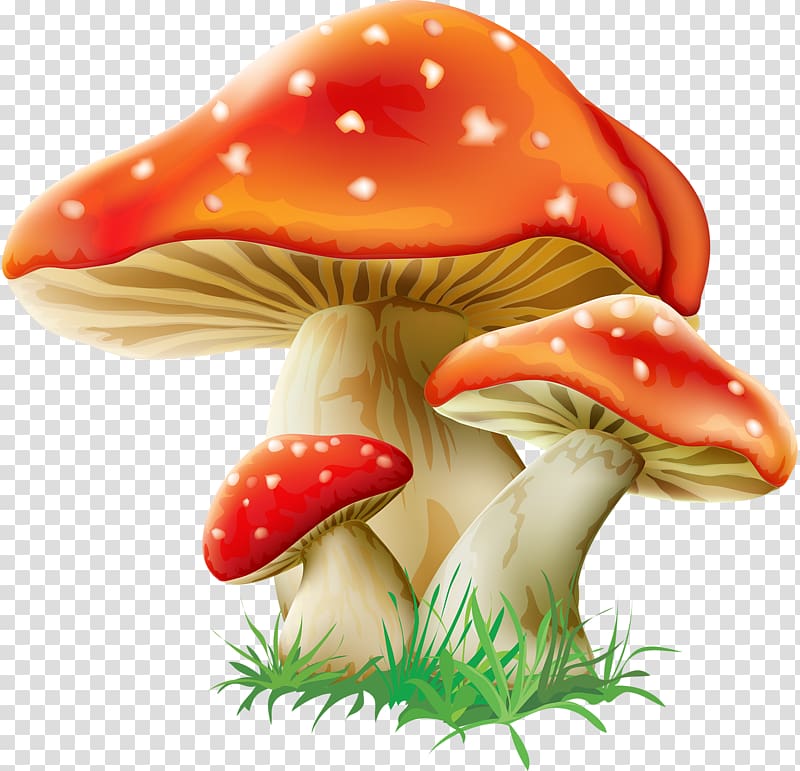 Mushroom Fungus Amanita muscaria , mushroom transparent background PNG clipart
