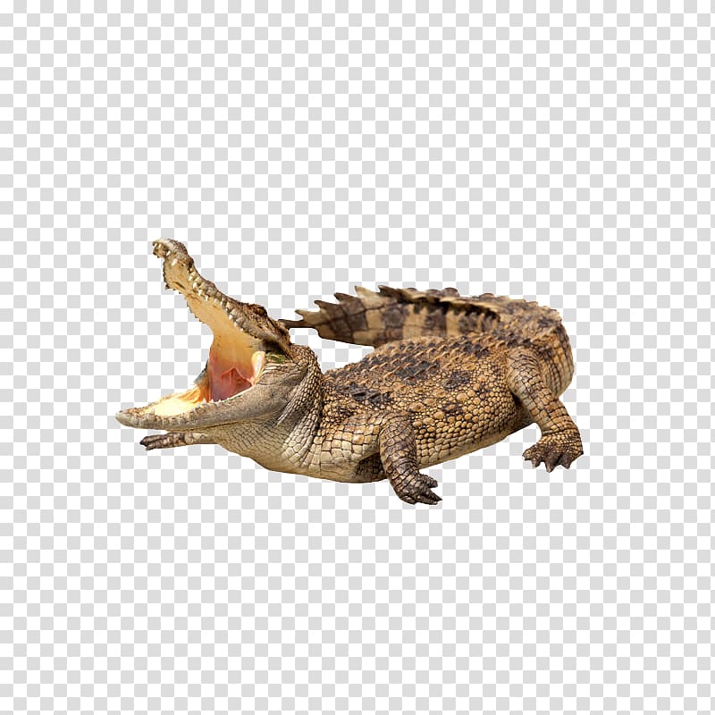 crocodile transparent background PNG clipart