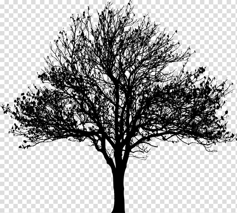 Tree Silhouette Drawing , love tree transparent background PNG clipart