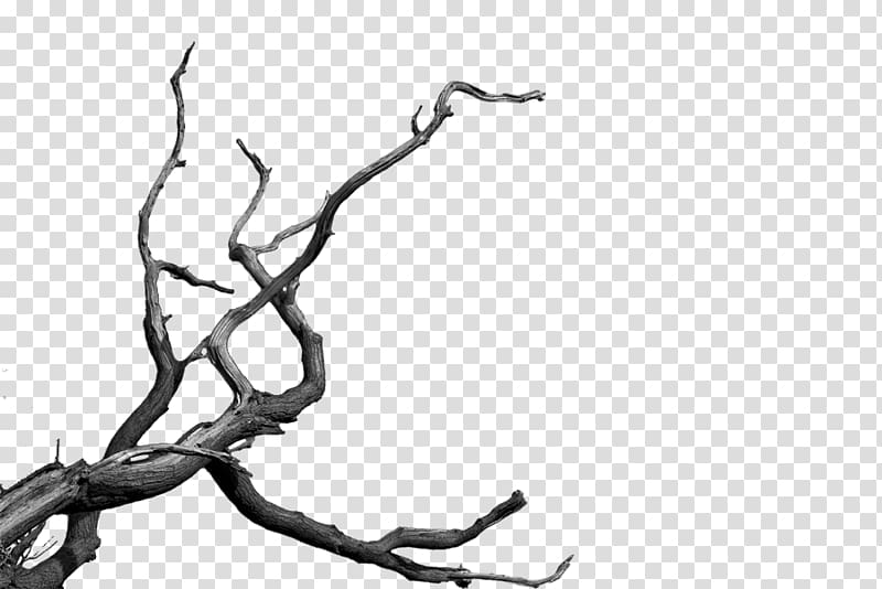 Tree , Dead Tree Cartoon transparent background PNG clipart