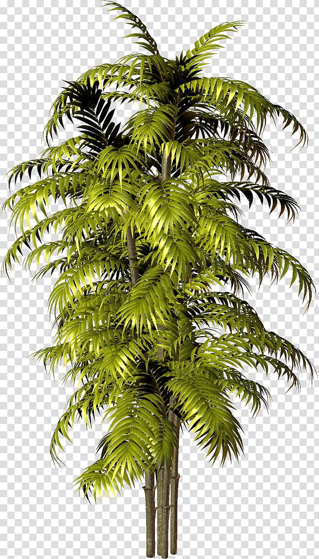 Asian palmyra palm Babassu Arecaceae , tree transparent background PNG clipart