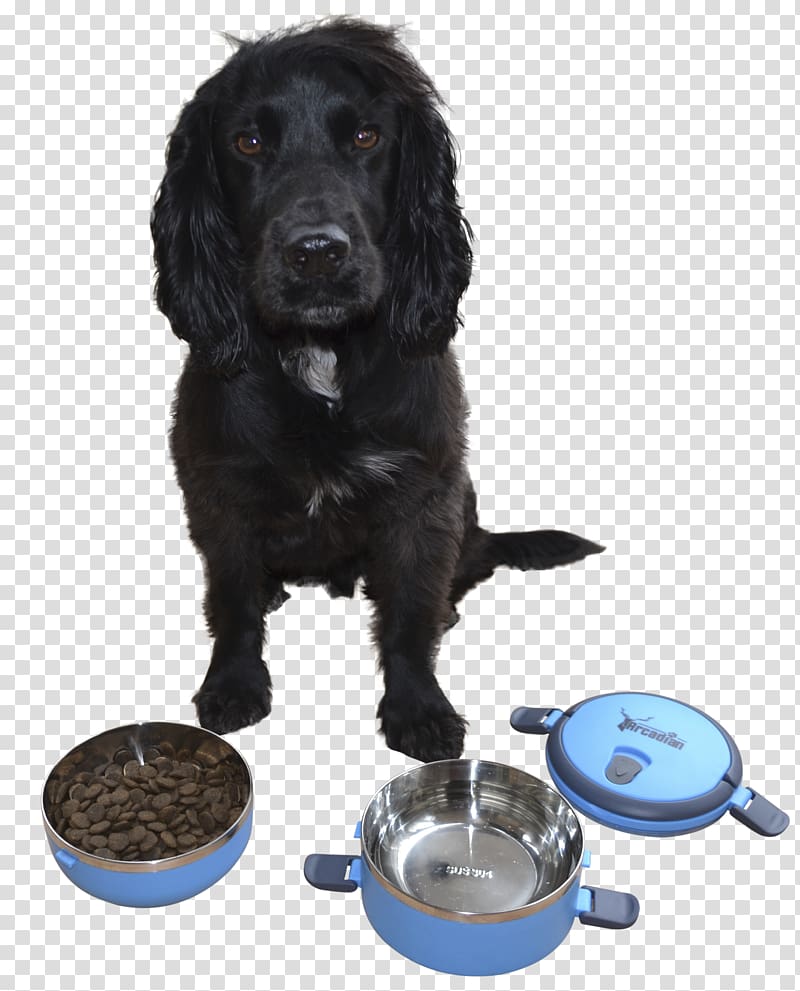 Boykin Spaniel Cat Food Bowl Bucket, dog bowl transparent background PNG clipart