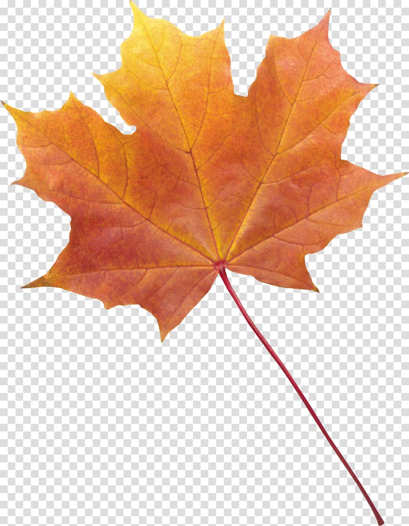 Maple leaf Autumn leaf color Autumn Leaves , Leaf transparent background PNG clipart