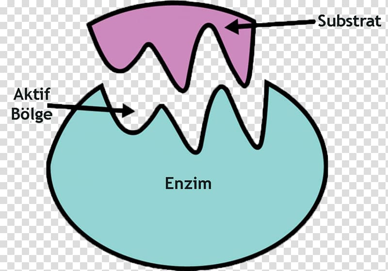 Enzyme substrate Catalysis Active site Chemical reaction, others transparent background PNG clipart