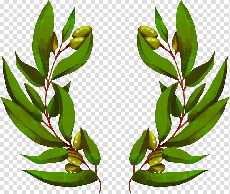 Euclidean Flower bouquet , hand painted olive branch transparent background PNG clipart