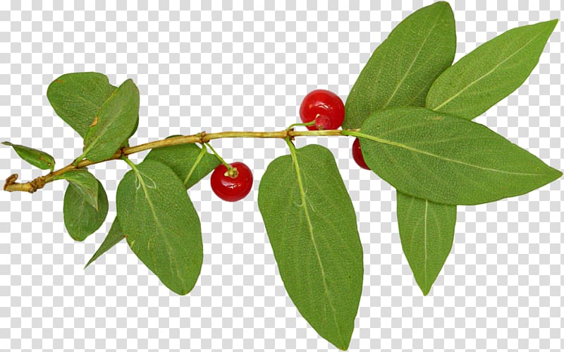 Lingonberry Silver buffaloberry Holly Family Barbados Cherry, others transparent background PNG clipart