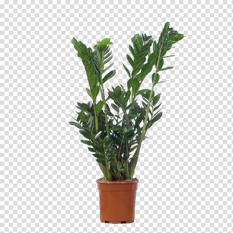 Houseplant Flowerpot Dracaena fragrans Philodendron, plant transparent background PNG clipart