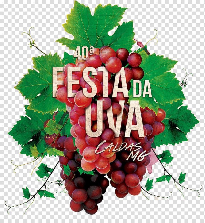 Common Grape Vine Zante currant Wine Seedless fruit, grape transparent background PNG clipart