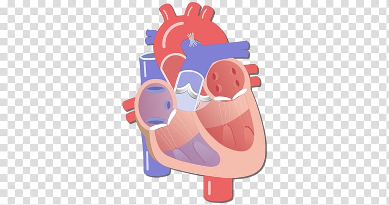 Heart valve Circulatory system Human body Electrical conduction system of the heart, neck bloodstain transparent background PNG clipart