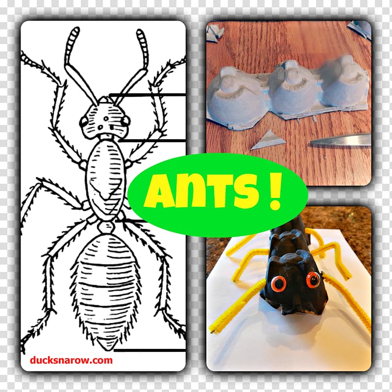 Ant Insect Bee Human body Arthropod, ants transparent background PNG clipart