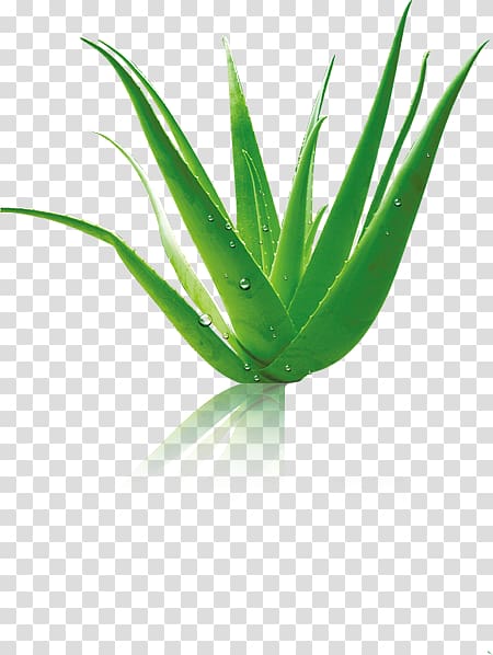 Aloe vera Cudy Future Kft., Aloe drops material transparent background PNG clipart