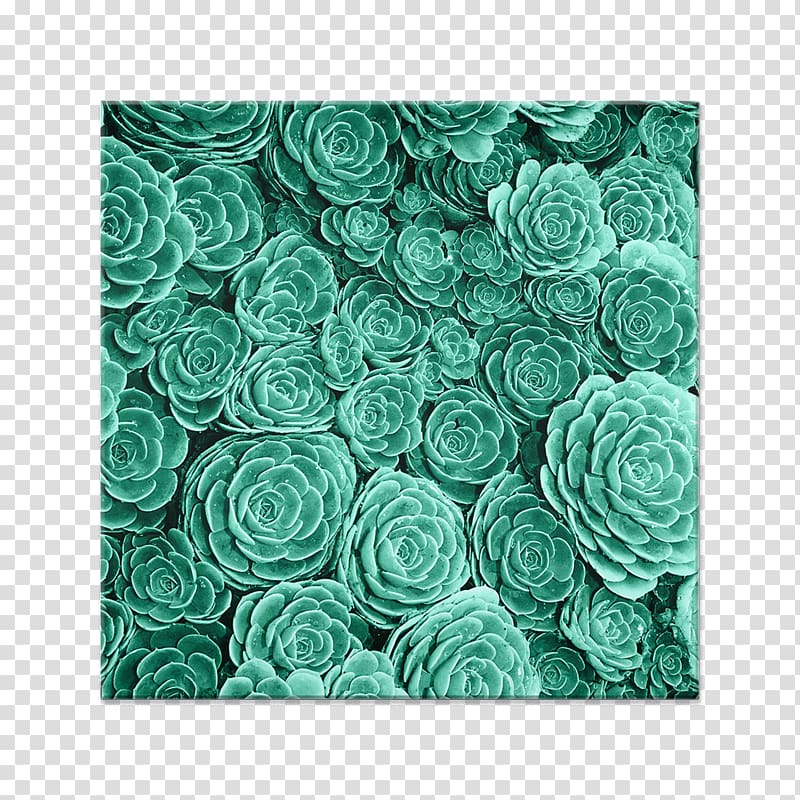 Desktop Garden roses Screensaver Succulent plant , cactus transparent background PNG clipart