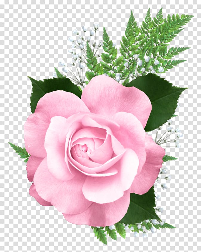 of pink rose in bloom, Rose Pink , Pink Rose transparent background PNG clipart