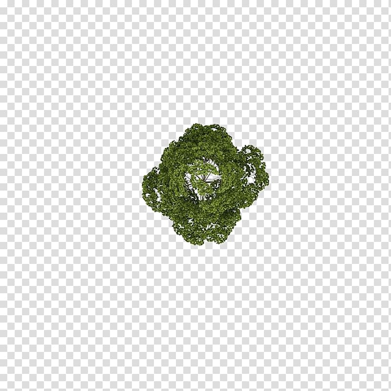 overlooking the camphor tree transparent background PNG clipart
