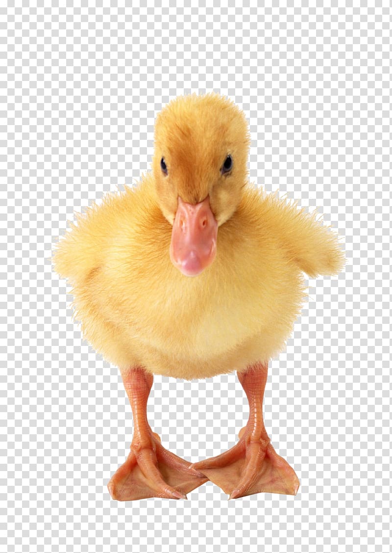 American Pekin Duck Puppy , Duck physical map material transparent background PNG clipart