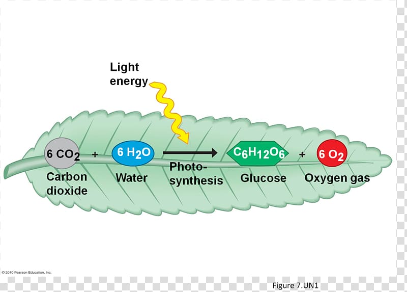Cellular respiration synthesis Plant, Solar Cell transparent background PNG clipart
