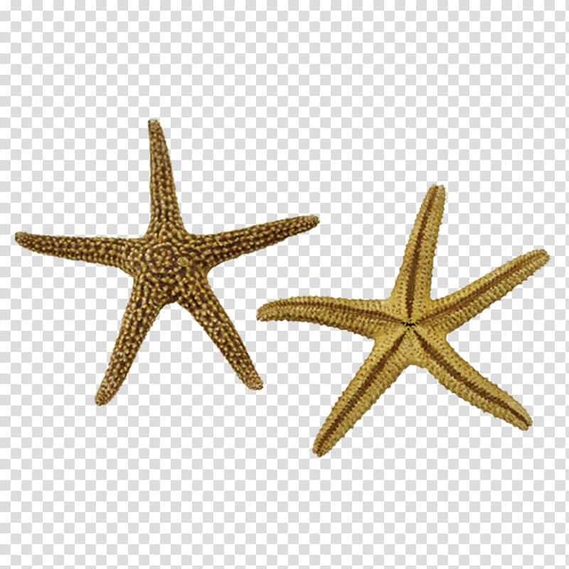 Starfish Marine invertebrates Echinoderm Seashell, starfish transparent background PNG clipart