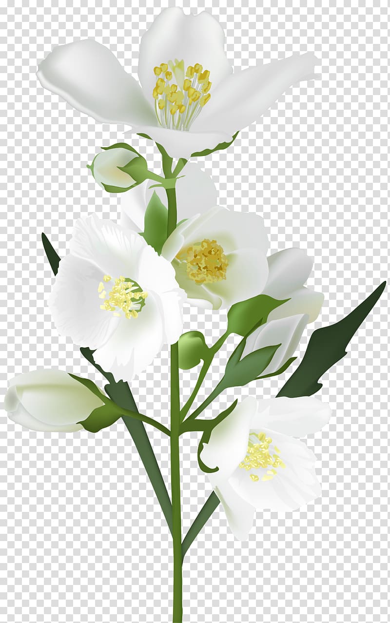 white petaled flowers illustration, Flower White , jasmine flower transparent background PNG clipart