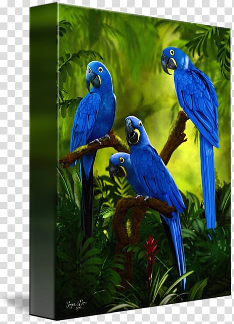 Macaw Parakeet Cobalt blue Feather Beak, Hyacinth Macaw transparent background PNG clipart