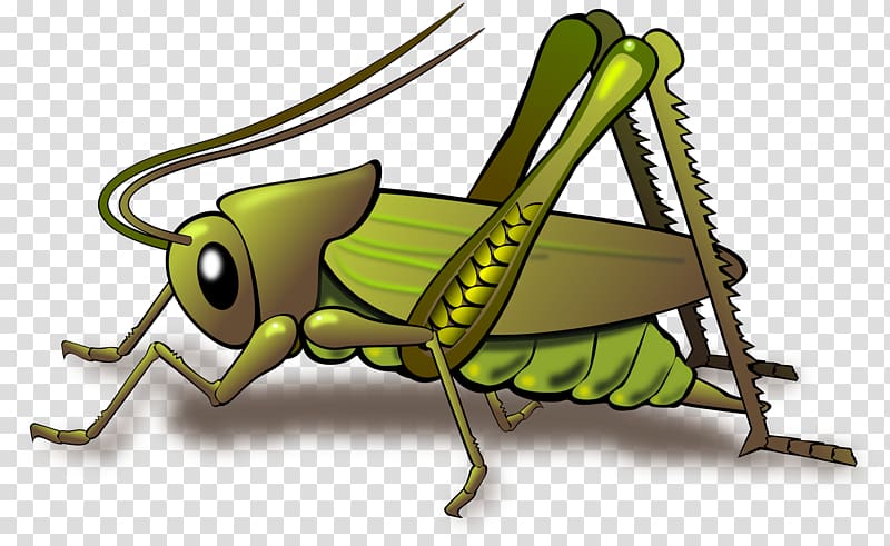 Grasshopper transparent background PNG clipart