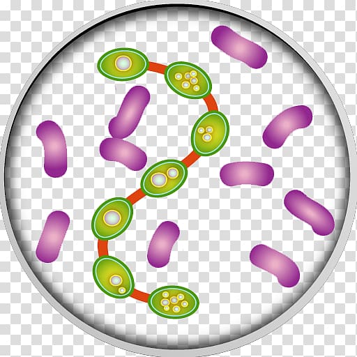 Bacteria Infection Medicine , transparent background PNG clipart
