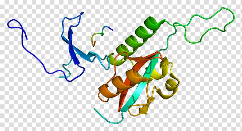 PIN1 Prolyl isomerase PIN proteins Mothers against decapentaplegic homolog 3, others transparent background PNG clipart