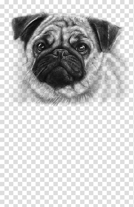 Pug Puppy Drawing Pet Cuteness, pug dog transparent background PNG clipart