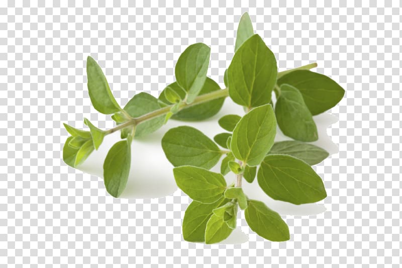 Oregano Herb Greek cuisine Food Spice, Leaf transparent background PNG clipart