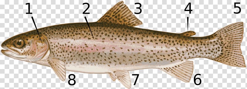 Rainbow trout Salmonids Fish ing, fish transparent background PNG clipart