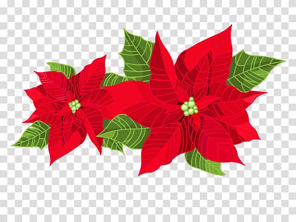 Poinsettia , others transparent background PNG clipart