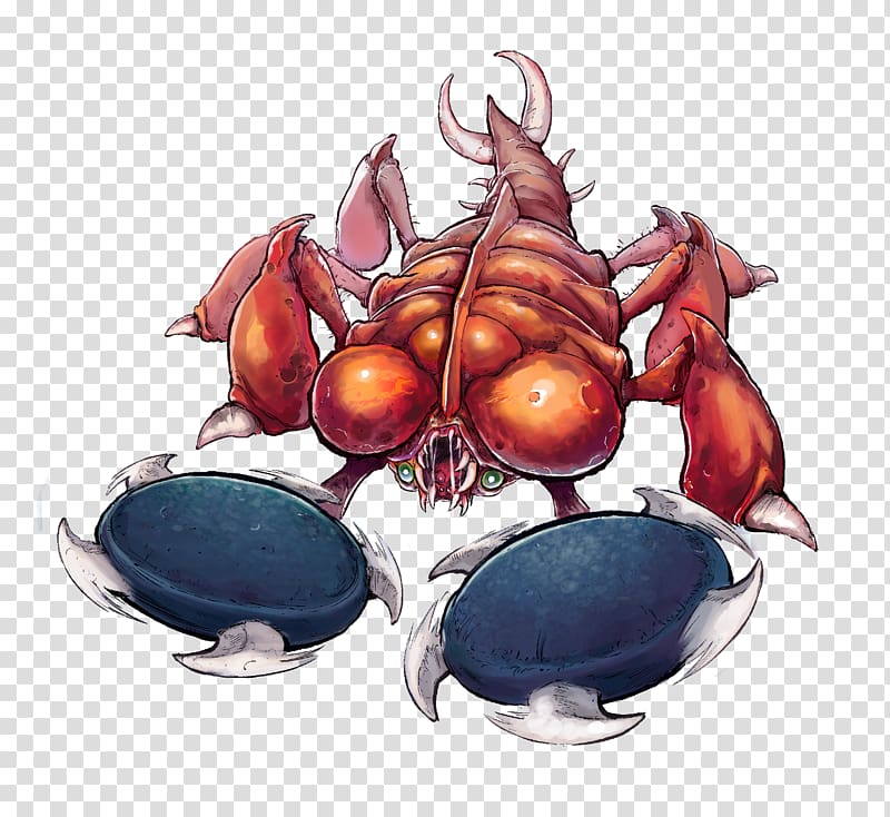 Dungeness crab, crab transparent background PNG clipart