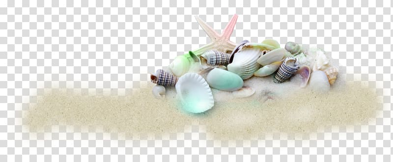 Shell beach Seashell Sand, beach transparent background PNG clipart