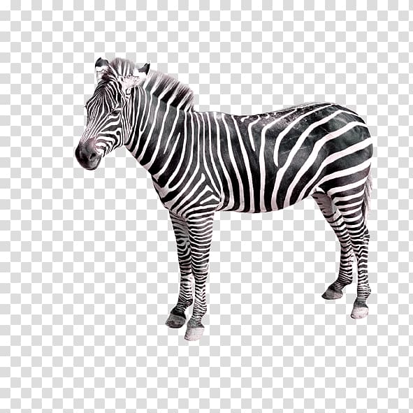 Quagga Zebra Creativity, Zebra transparent background PNG clipart