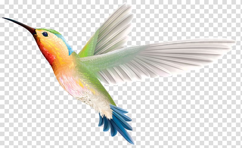 Hummingbird , flying bird transparent background PNG clipart