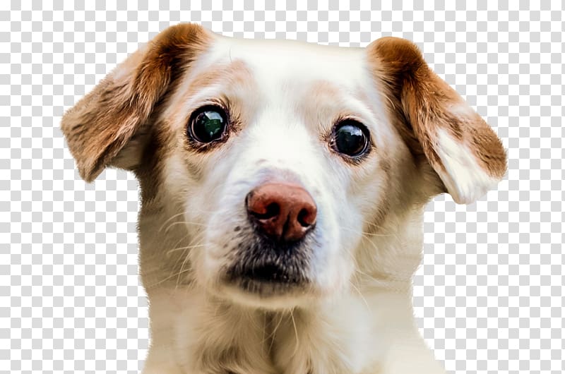 white and brown Chihuahua mix, Border Collie Puppy Pet sitting, Dog Face transparent background PNG clipart