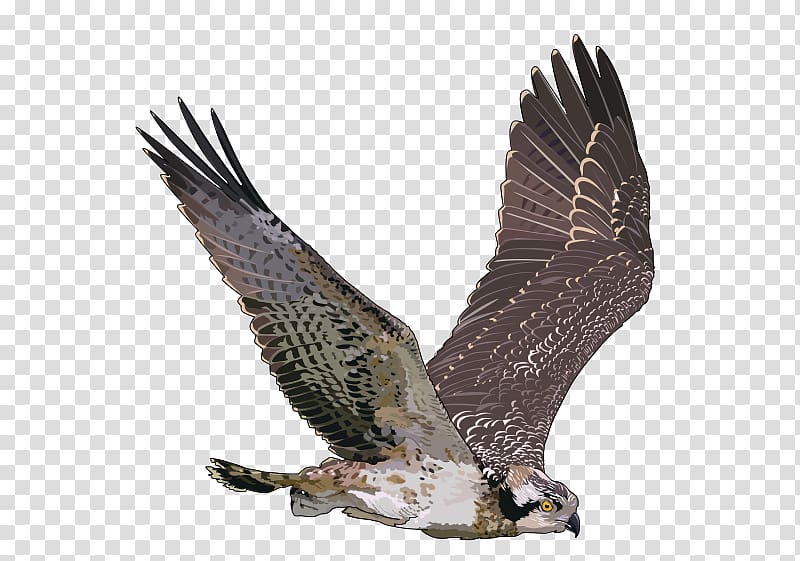 Bird Osprey Hawk , Bird transparent background PNG clipart