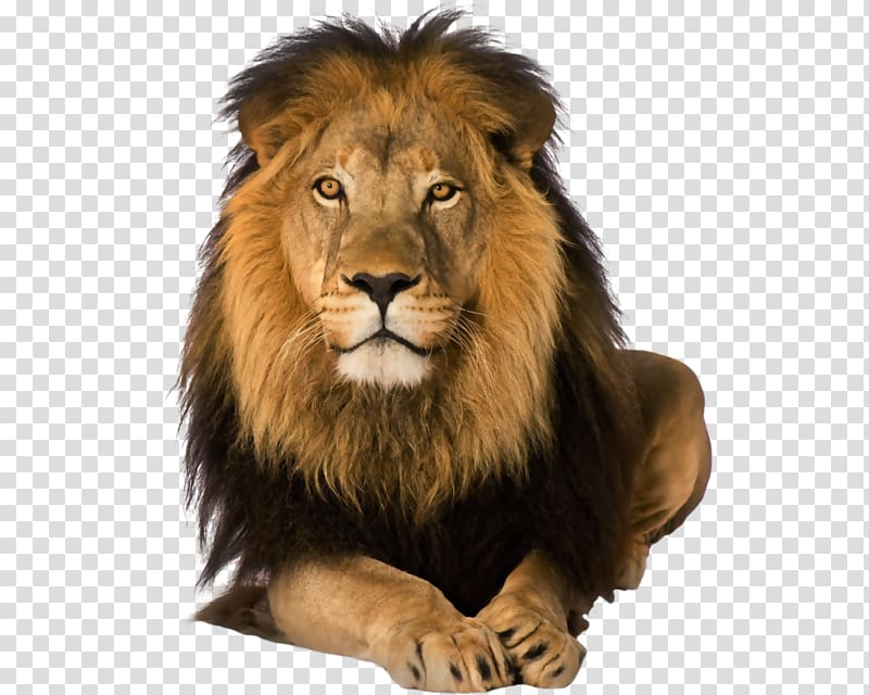 yellow lion, Lion abundant life ministries cogic Safari Travel Big five game, Lion transparent background PNG clipart
