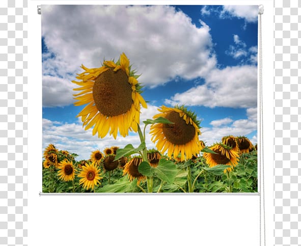 Common sunflower , Sunflower field transparent background PNG clipart