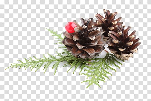 Pine Conifer cone Christmas ornament Fir, christmas transparent background PNG clipart