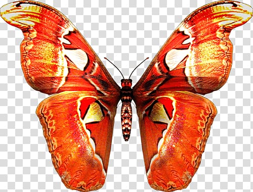 Atlas moth illustration, Red Orange Butterfly transparent background PNG clipart