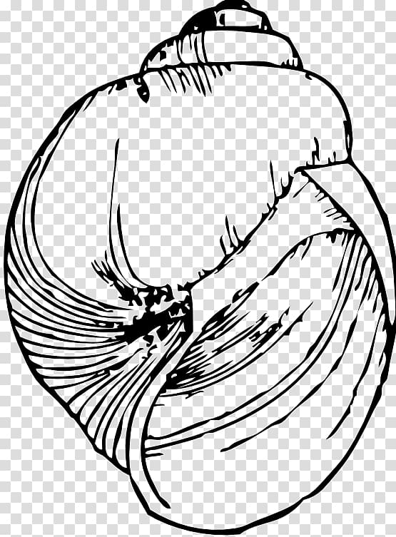 Black and white Seashell Drawing Gastropod shell , seashell transparent background PNG clipart