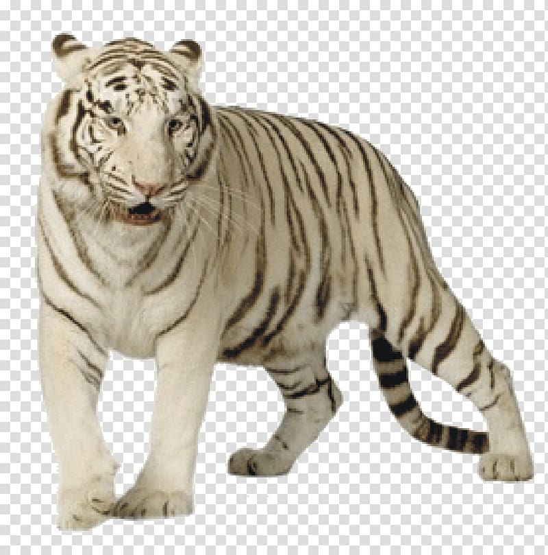 Felidae Bengal tiger White tiger Lion , lion transparent background PNG clipart