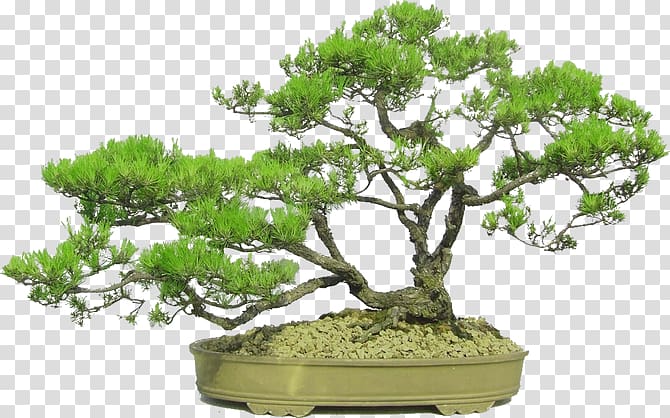 Bonsai Flowerpot Chinese sweet plum, tree transparent background PNG clipart