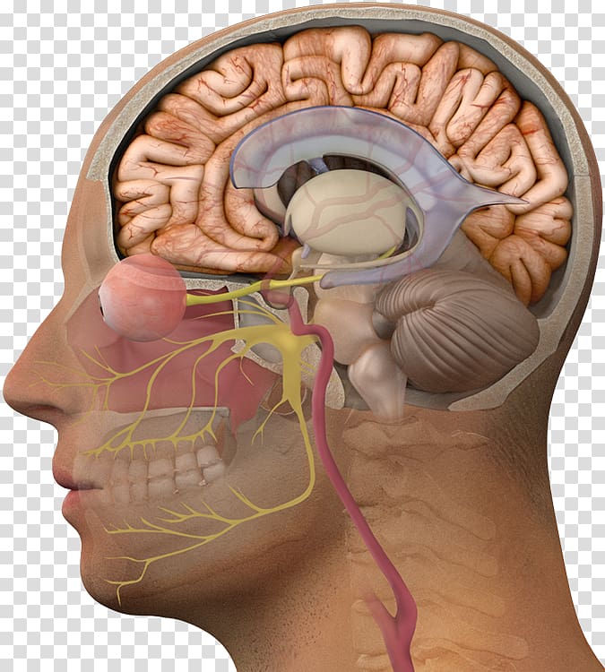Brain Normal pressure hydrocephalus Disease Communicating hydrocephalus, Brain transparent background PNG clipart